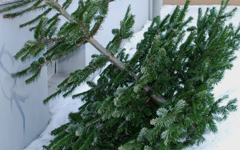 Weihnachtsbaumabholung