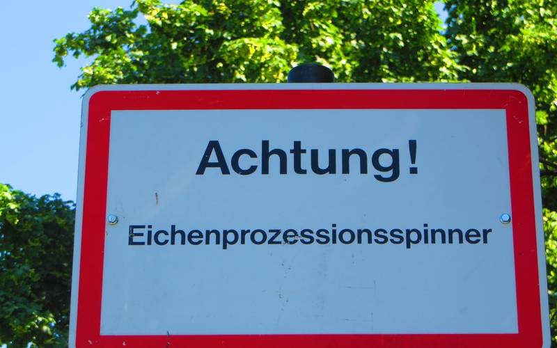 Schild mit der Aufschrift "Achtung Eichenprozessionsspinner" 
Bei Verwendung in Social Media Bildquelle manuell anfügen!