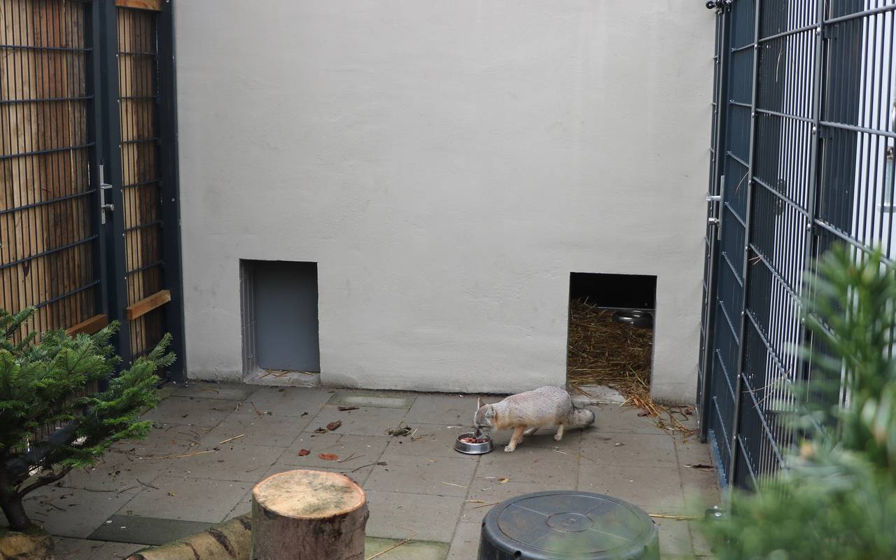 Steppenfüchse im Tierpark Recklinghausen