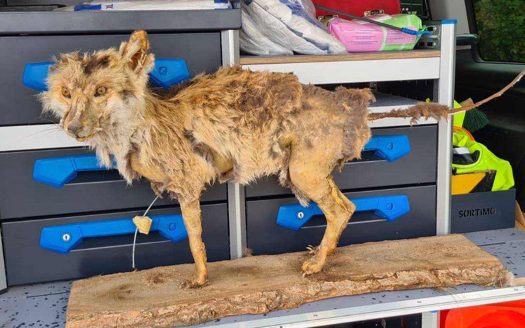 Ausgestopfter Fuchs