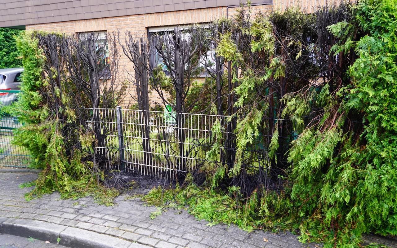 Heckenbrand Castrop-Rauxel