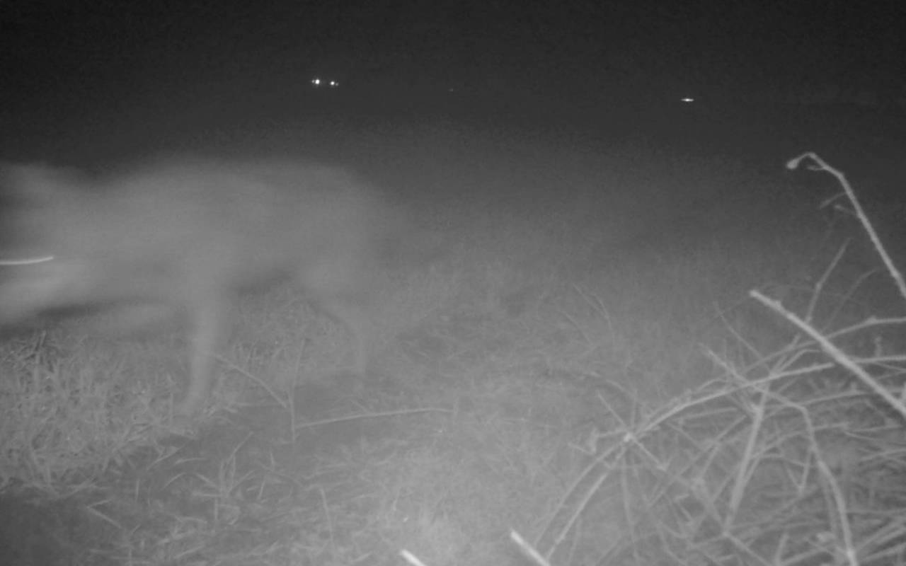Wolfsangriff in Dorsten