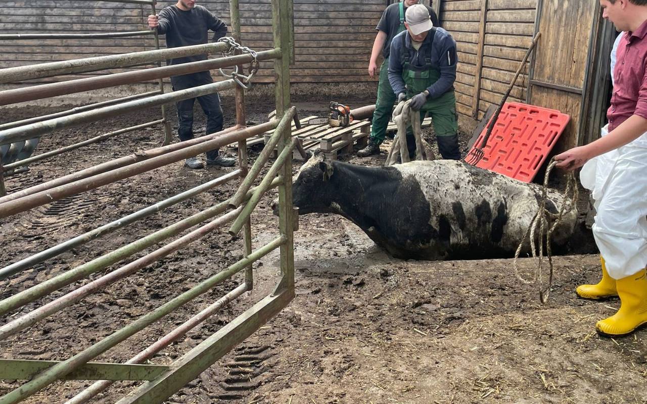 Sechs Kühe mussten in Waltrop aus einer Gülle-Grube befreit werden.