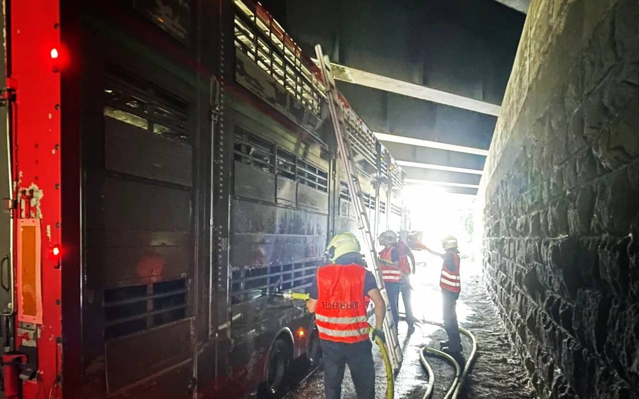 Die Feuerwehr holte den Vieh-Transporter mit den überhitzten Kälbern in den Schatten unter einer Brücke.