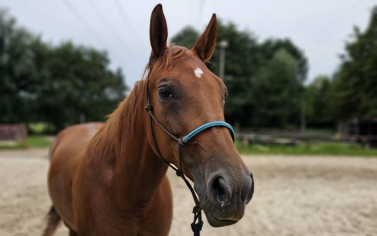 Entlaufene Stute "Fame"