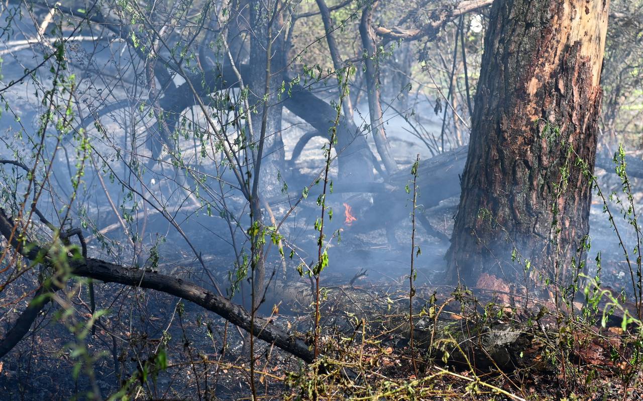 In einem Wald bei Dorsten-Lembeck brannte eine größere Fläche.