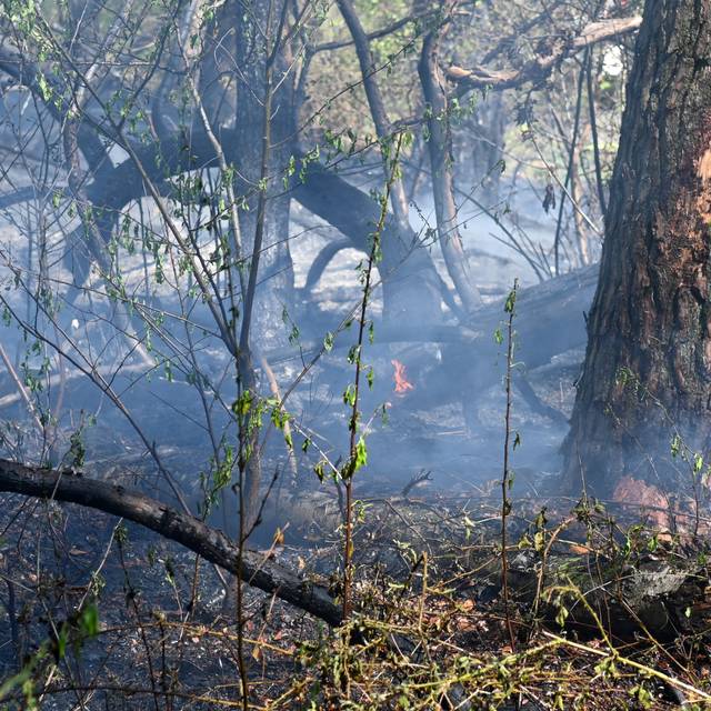 In einem Wald bei Dorsten-Lembeck brannte eine größere Fläche.
