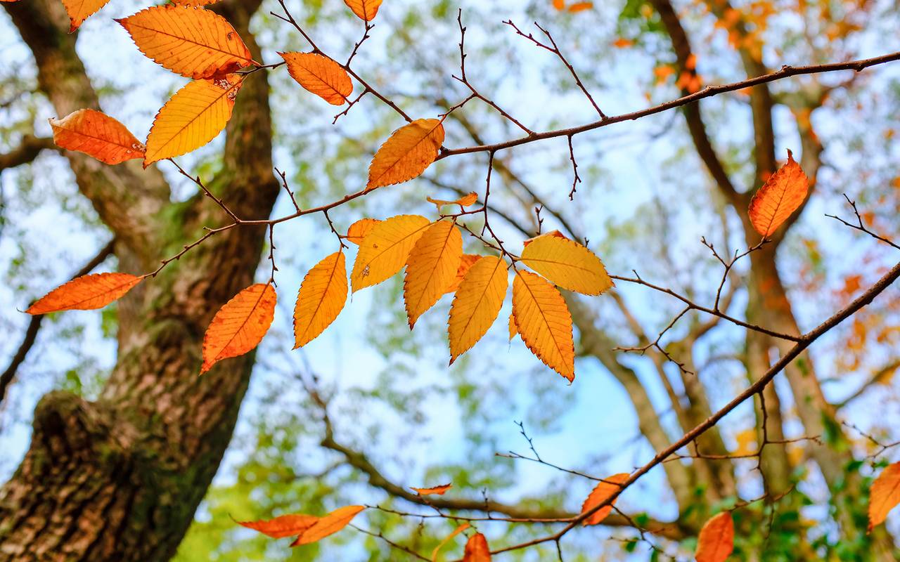 Laubbaum im Herbst.