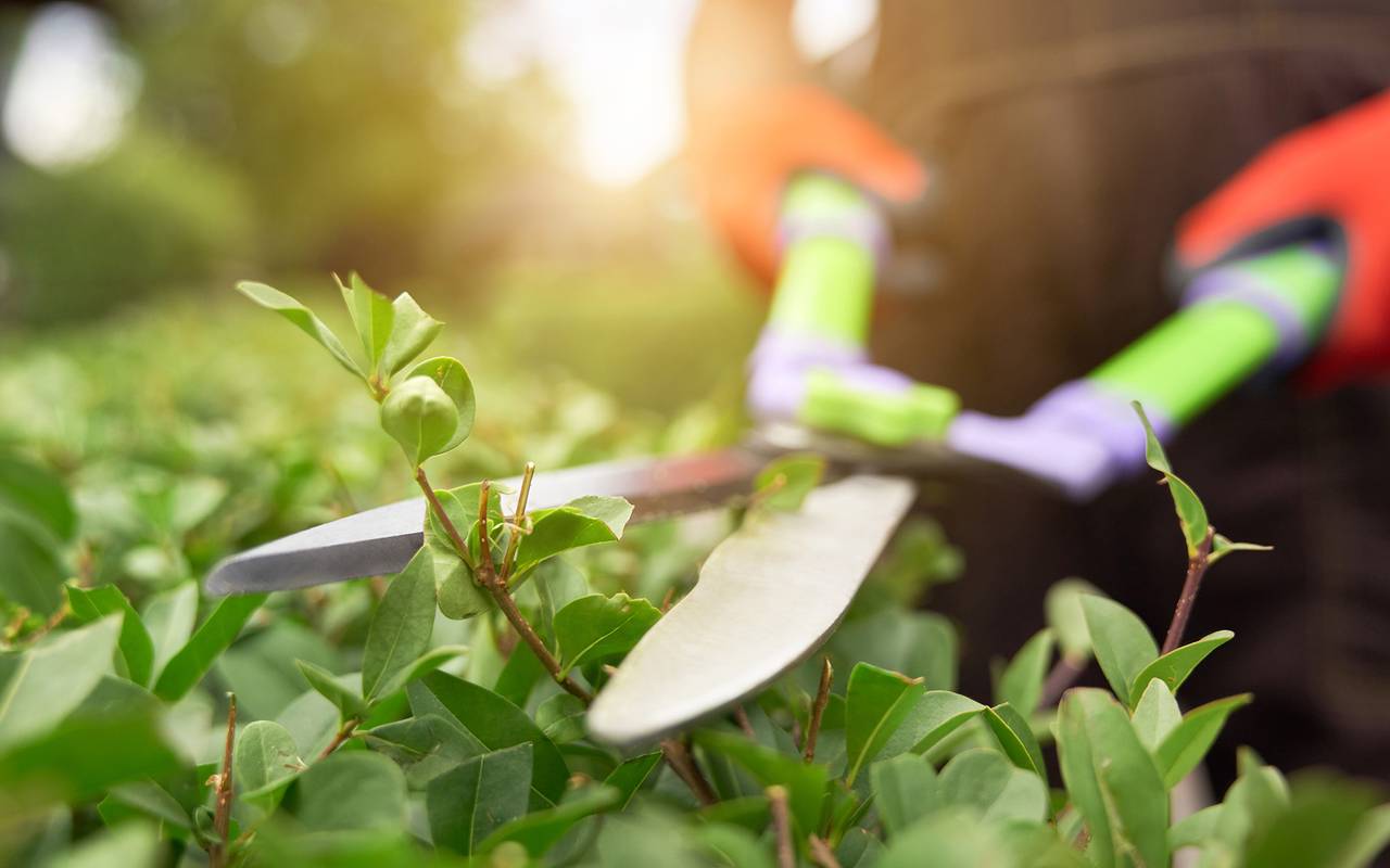 Symbolbild: Hecke schneiden.