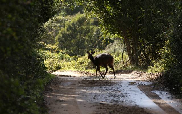 Symbolbild: Reh auf Straße