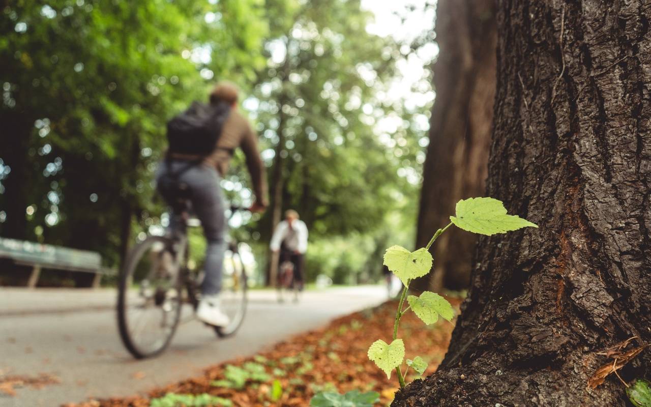 Symbolbild: Fahrrad im Wald