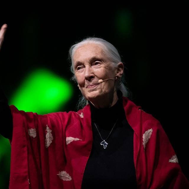 Primaten-Forscherin Jane Goodall ist tot