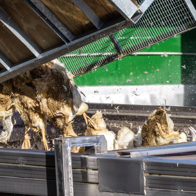 Vogelgrippe - Neuhardenberg