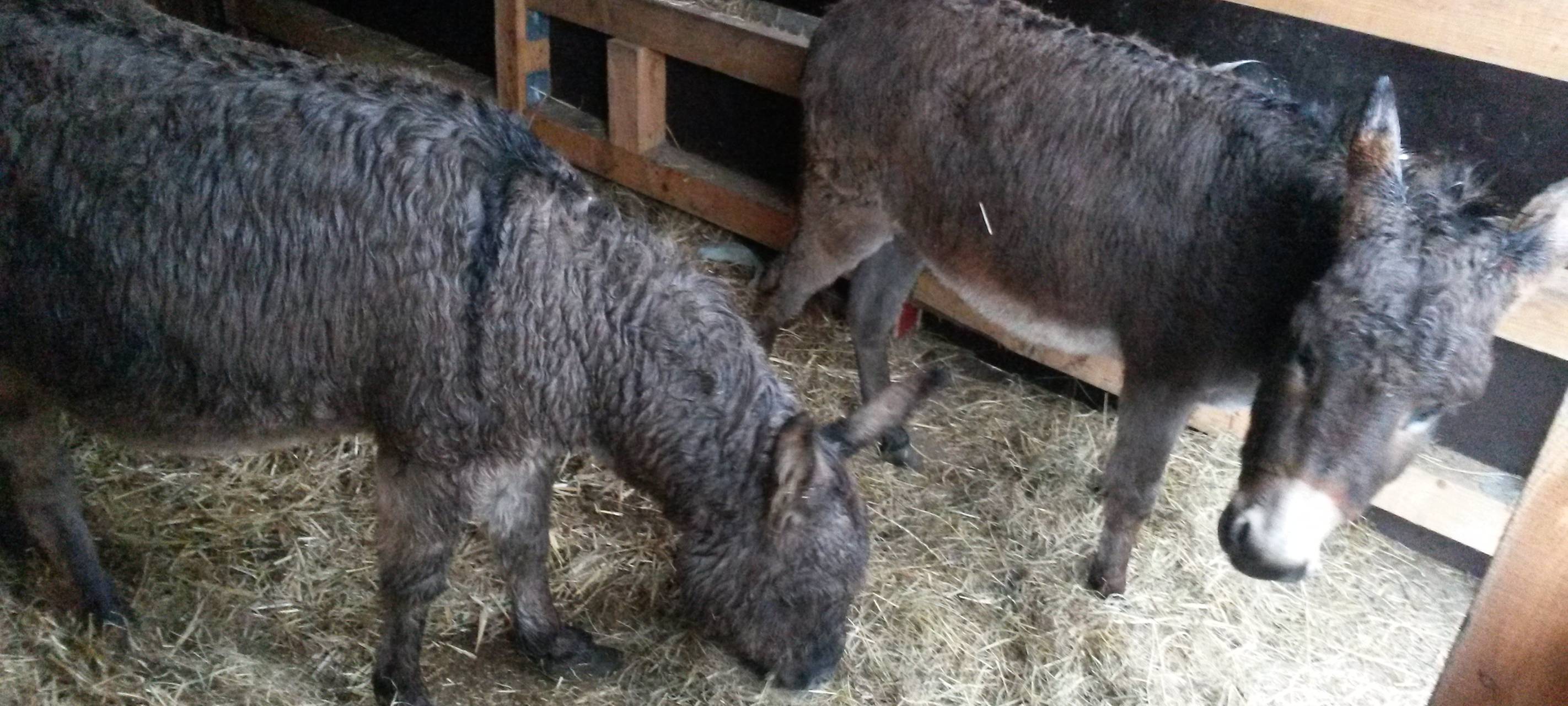Dorsten: Esel-Besitzer ist gefunden!
