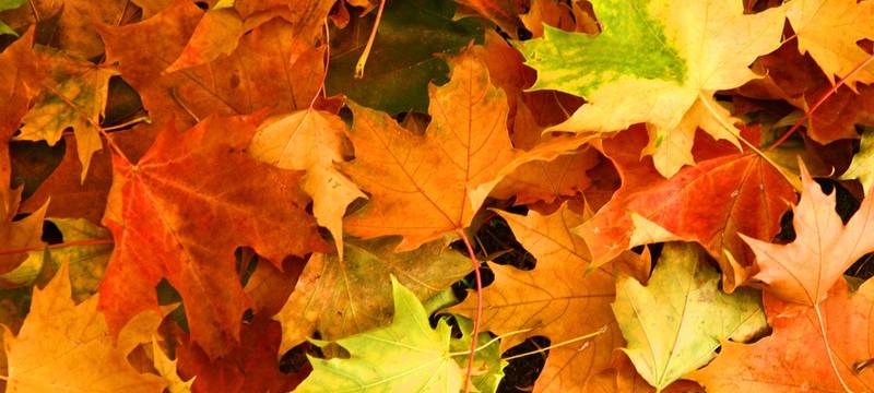 Städte stellen Laubcontainer auf