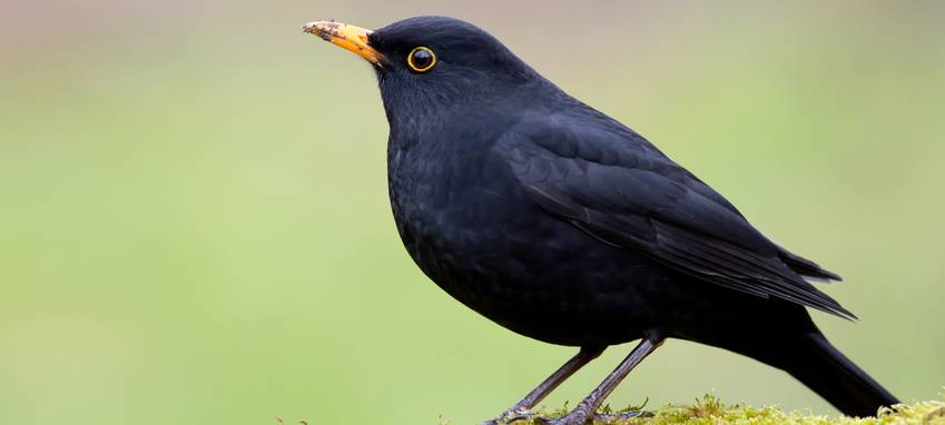 Am Wochenende dürfen wir im Vest beim Vogel-Zählen helfen