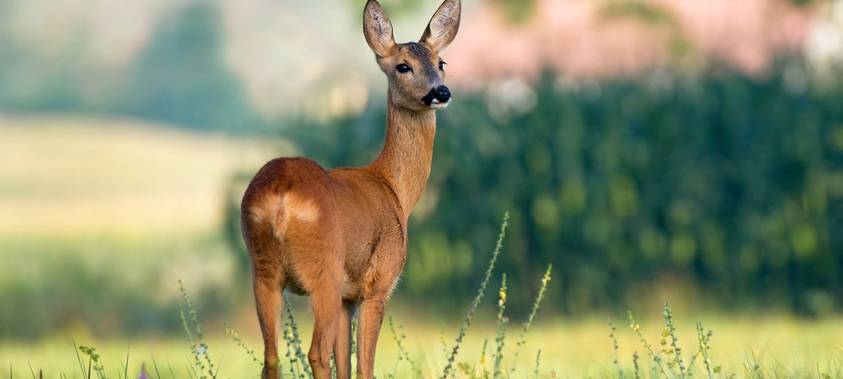 Freilaufende Hunde jagen und töten Rehe