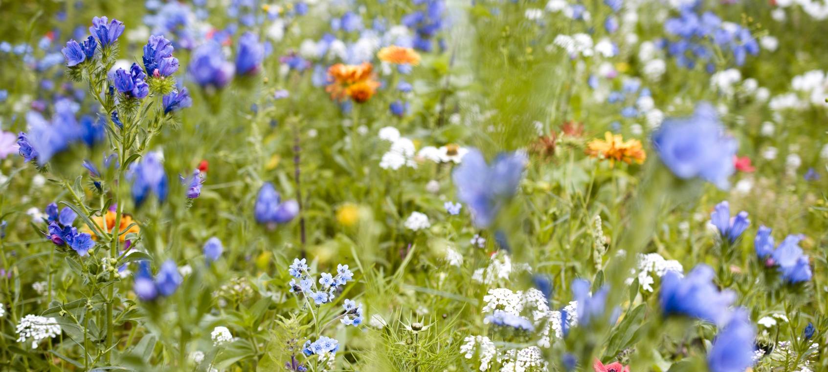 Bürgerinitiative will Insekten schützen