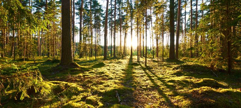 Waldpromenade soll neues Ausflugziel werden