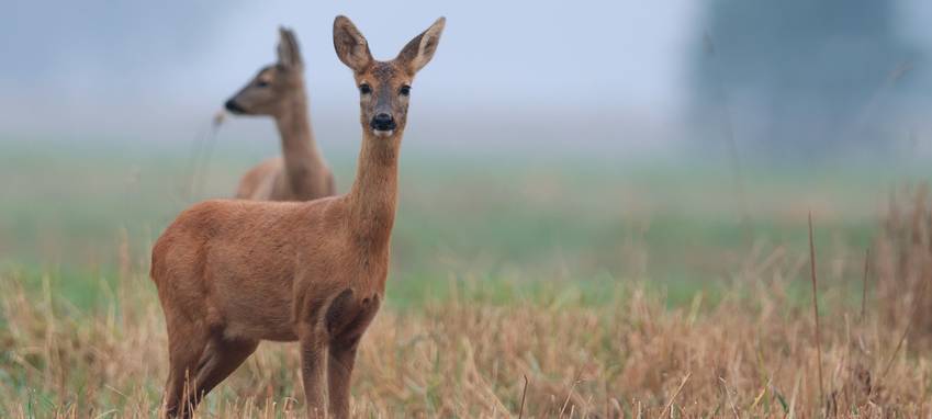 Wildunfälle im Kreis Recklinghausen nehmen wieder zu