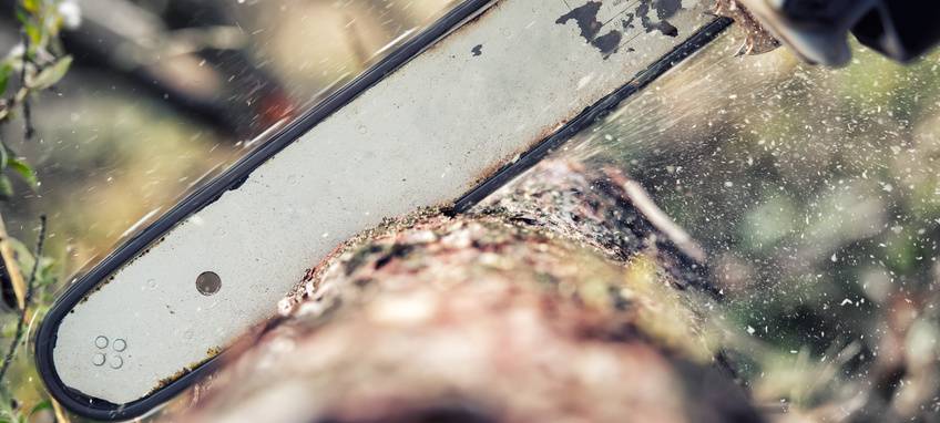 60 kaputte Bäume müssen gefällt werden