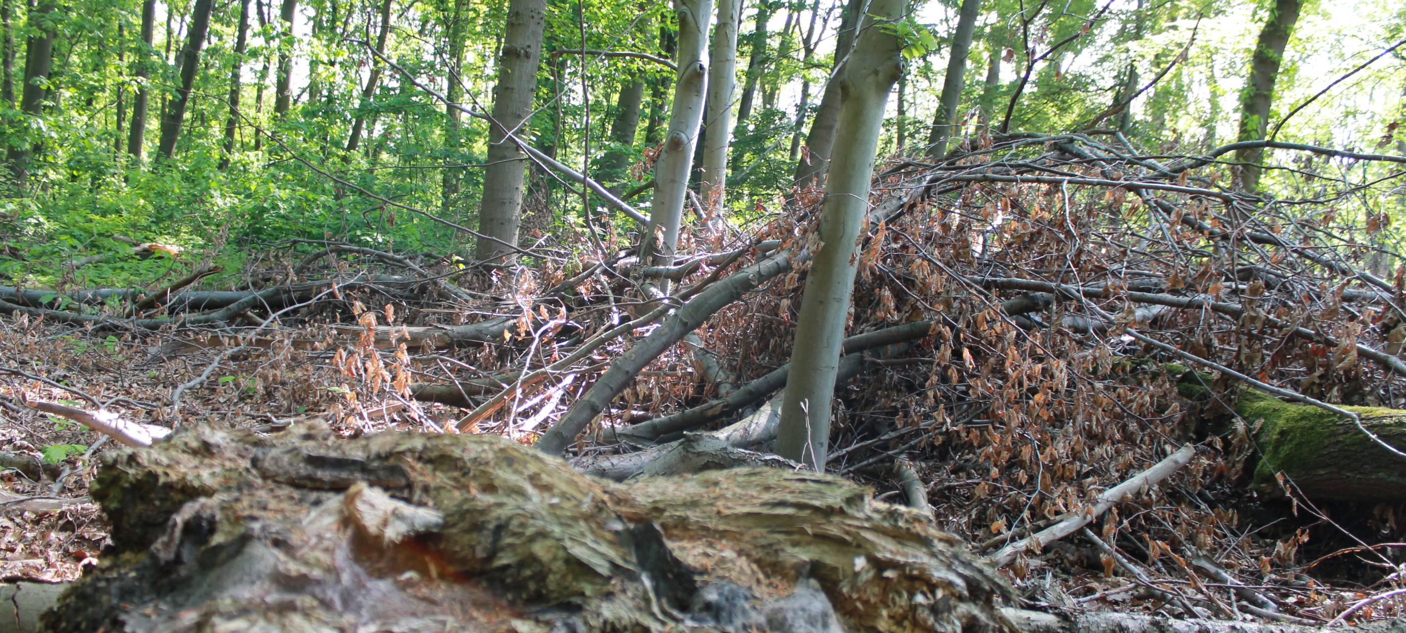 Landesregierung will Waldsterben stoppen