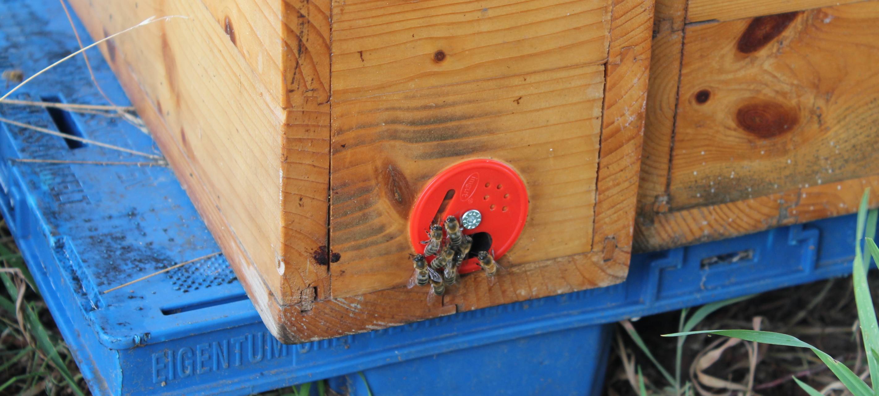 Faulbrut gilt als ausgelöscht