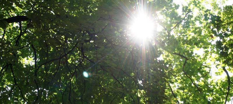 80 neue Bäume für Marl