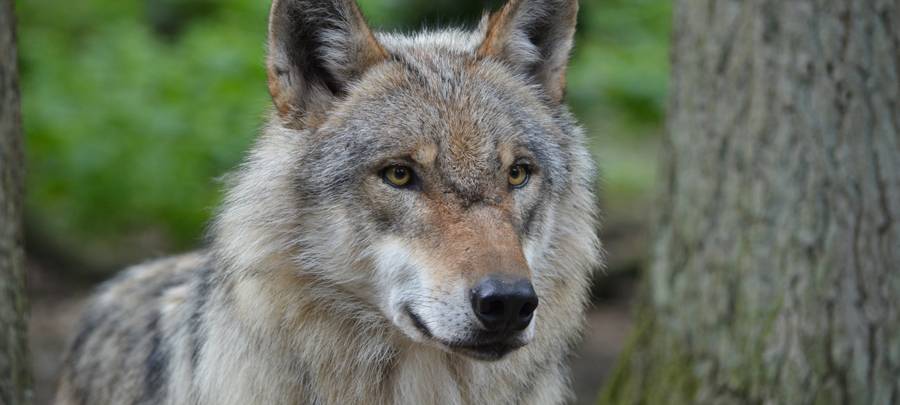 Weiteres totes Schaf im Wolfsgebiet