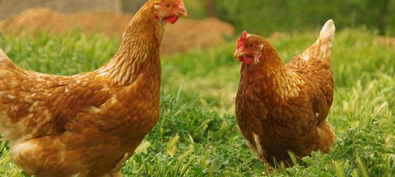 Vogelgrippe in Dorsten: Stallpflicht aufgehoben