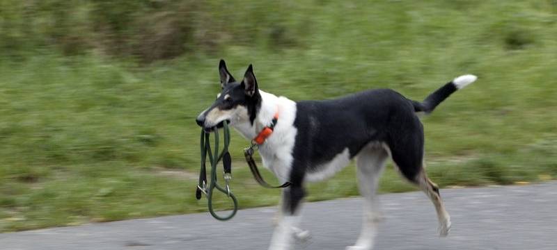 Falsche KOD-Mitarbeiter kassieren Verwarngelder