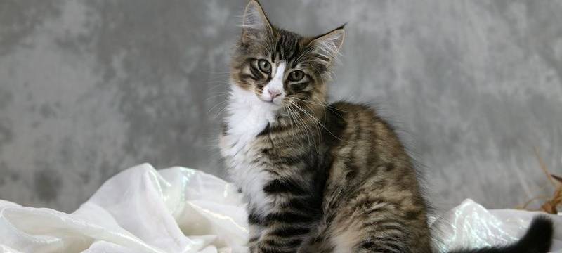 Vermittlungsstopp in Tierheimen