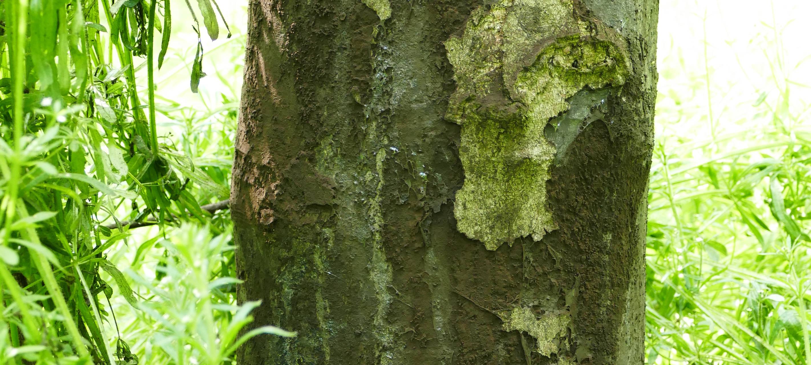 Bäume im Schlosspark werden nummeriert