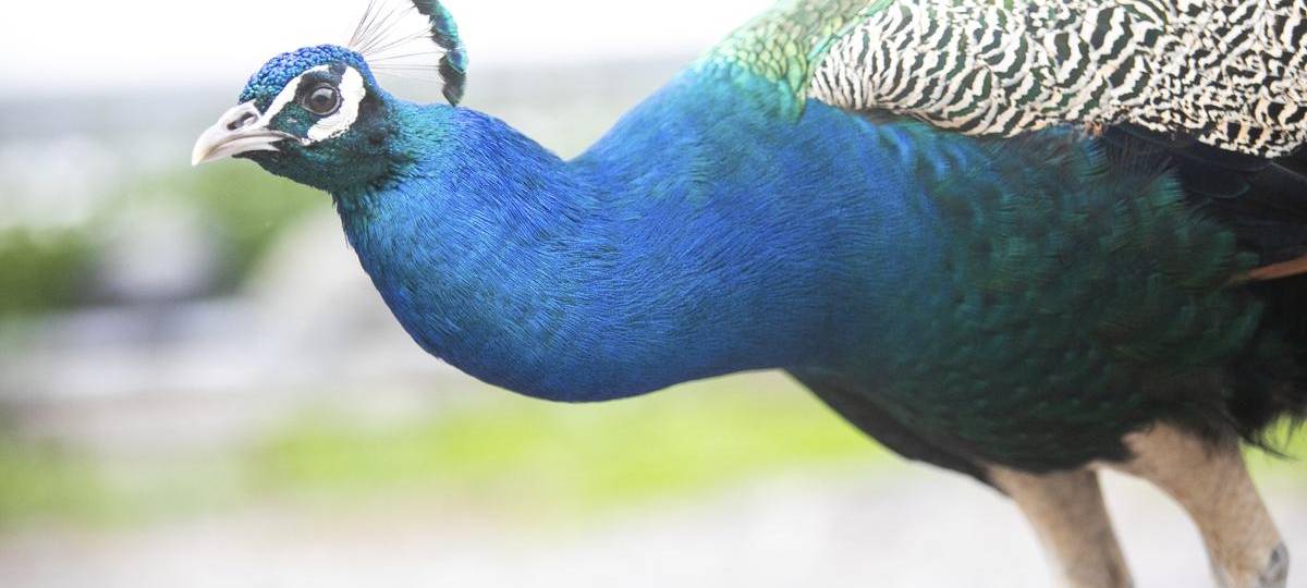 Tierpark mit neuem Internetauftritt