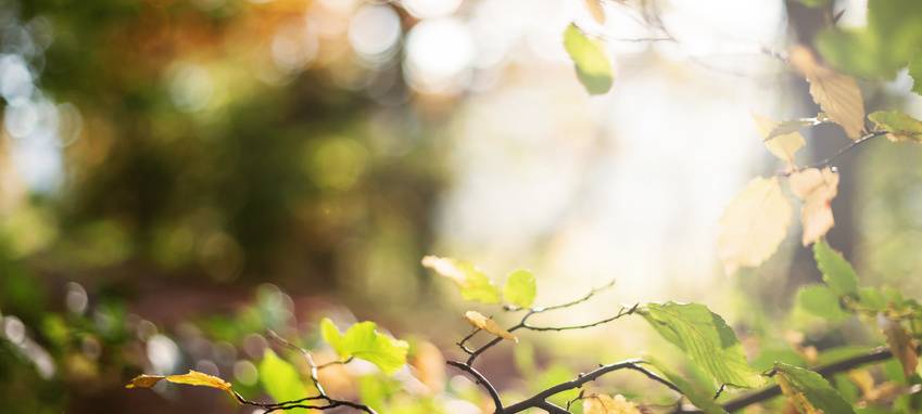 Klimaschutzwald als Test gegen Waldsterben