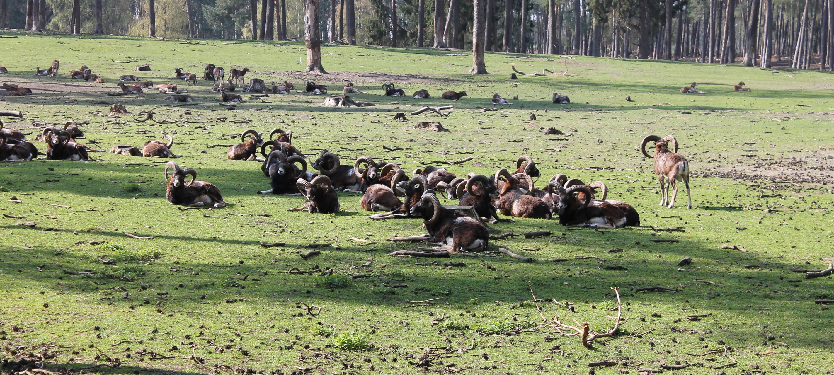 Tierschützer kritisieren Zustände im Naturwildpark Granat