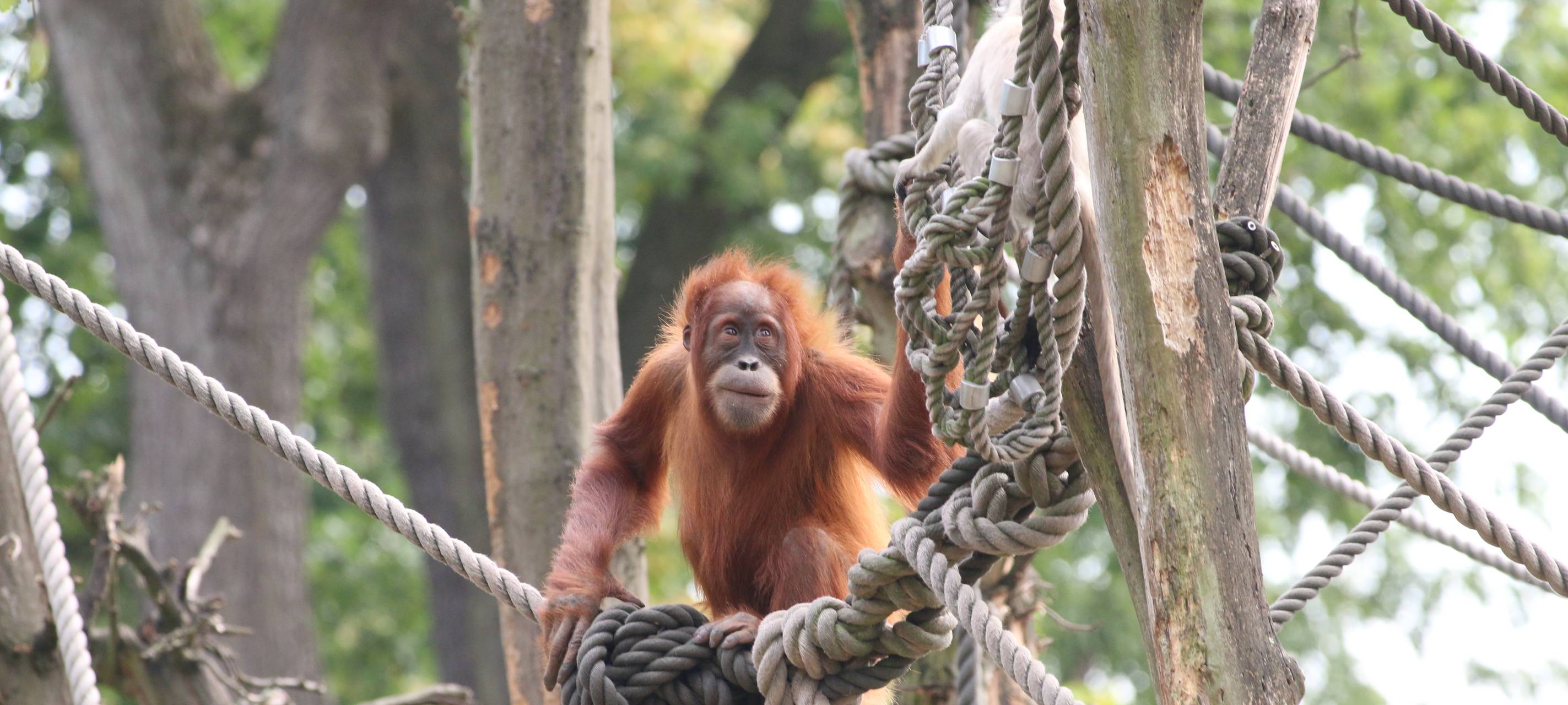 Zoom Erlebniswelt zum besten Zoo Deutschlands gewählt