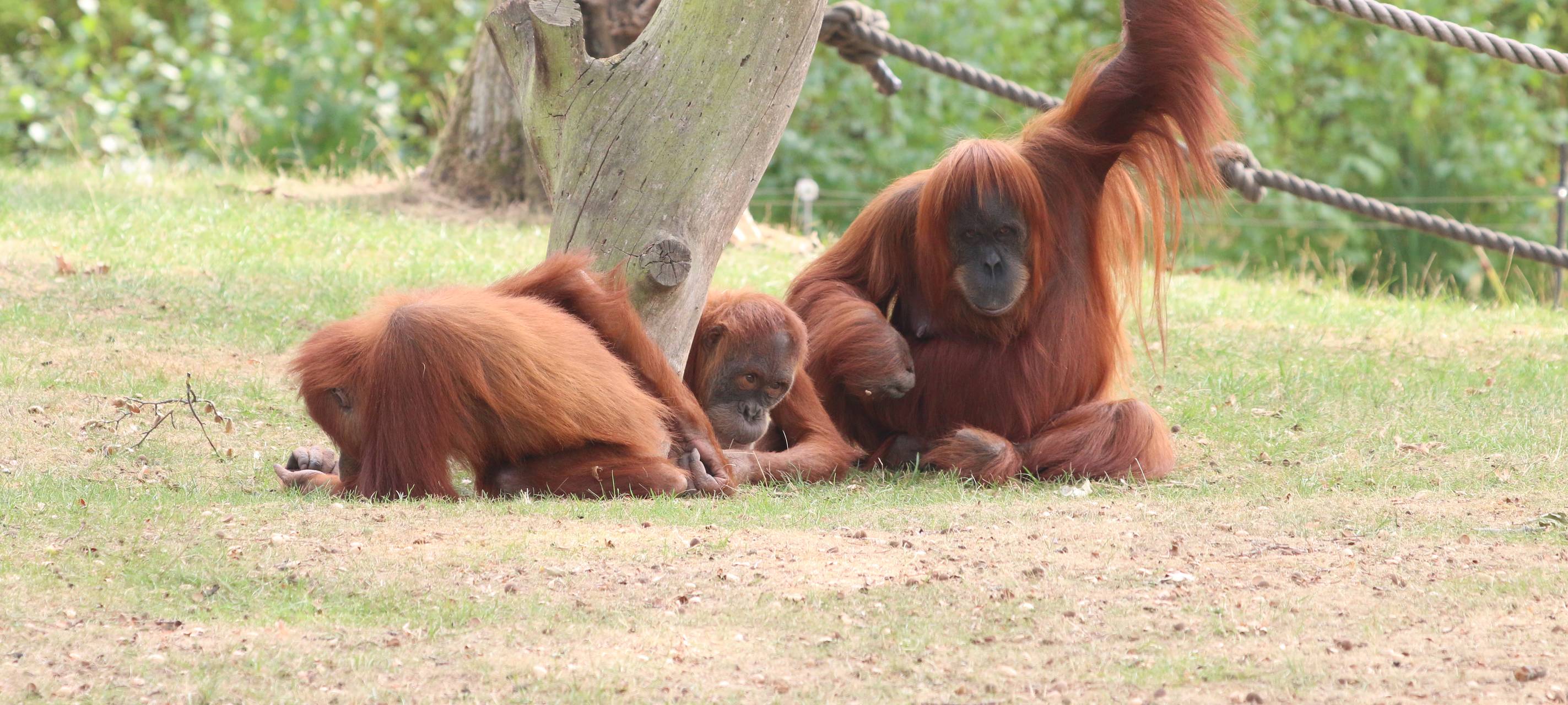 Trotz Corona: Tieren in Parks und Zoos geht es gut