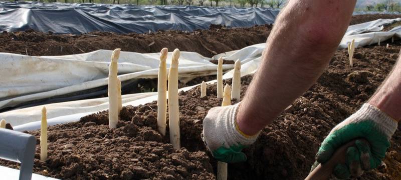 Pandemie machte den Spargelbauern erneut zu schaffen