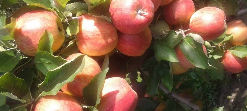 RVR startet Aktion für Streuobstwiesen in Marl