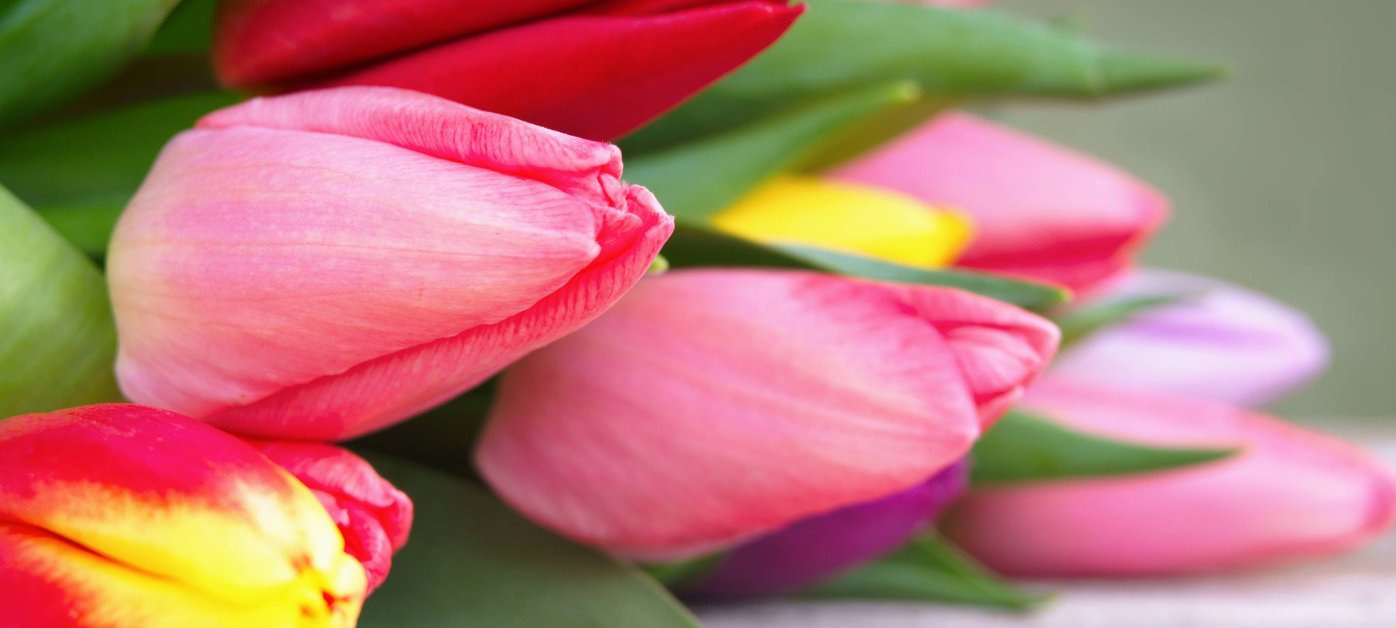 Konzept für Frühlingsfest wird vorgestellt