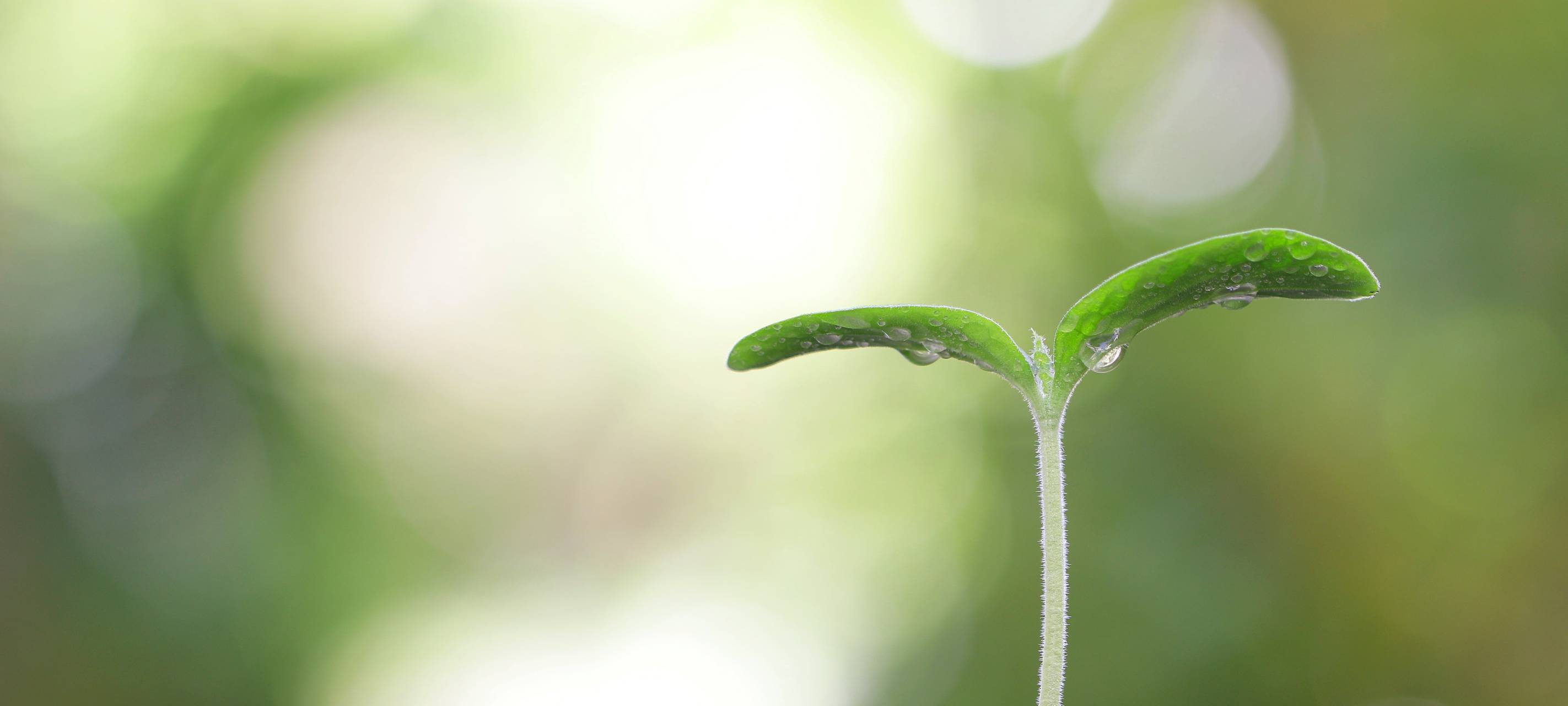 Neue Saatgut-Sammelmaschine im Einsatz
