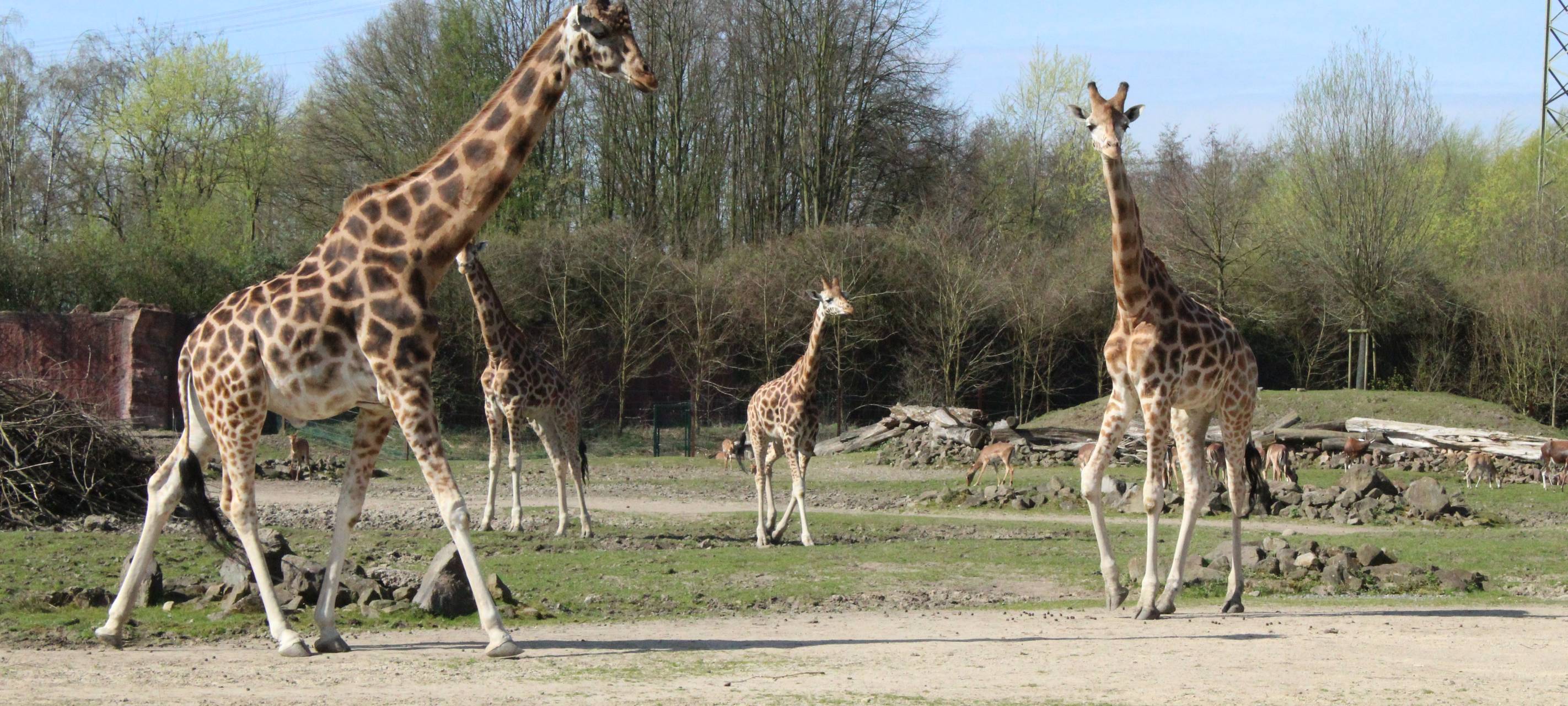 Corona-Finanzhilfe für Zoos