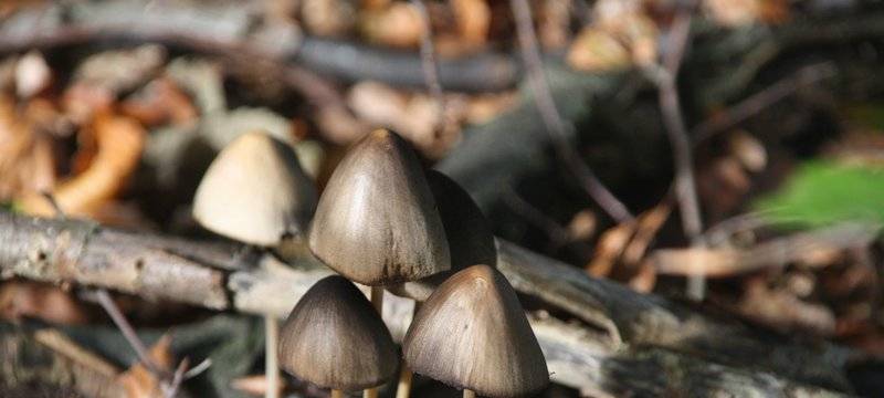 Pilzsaison gestartet: Krankenkassen warnen vor Vergiftungen