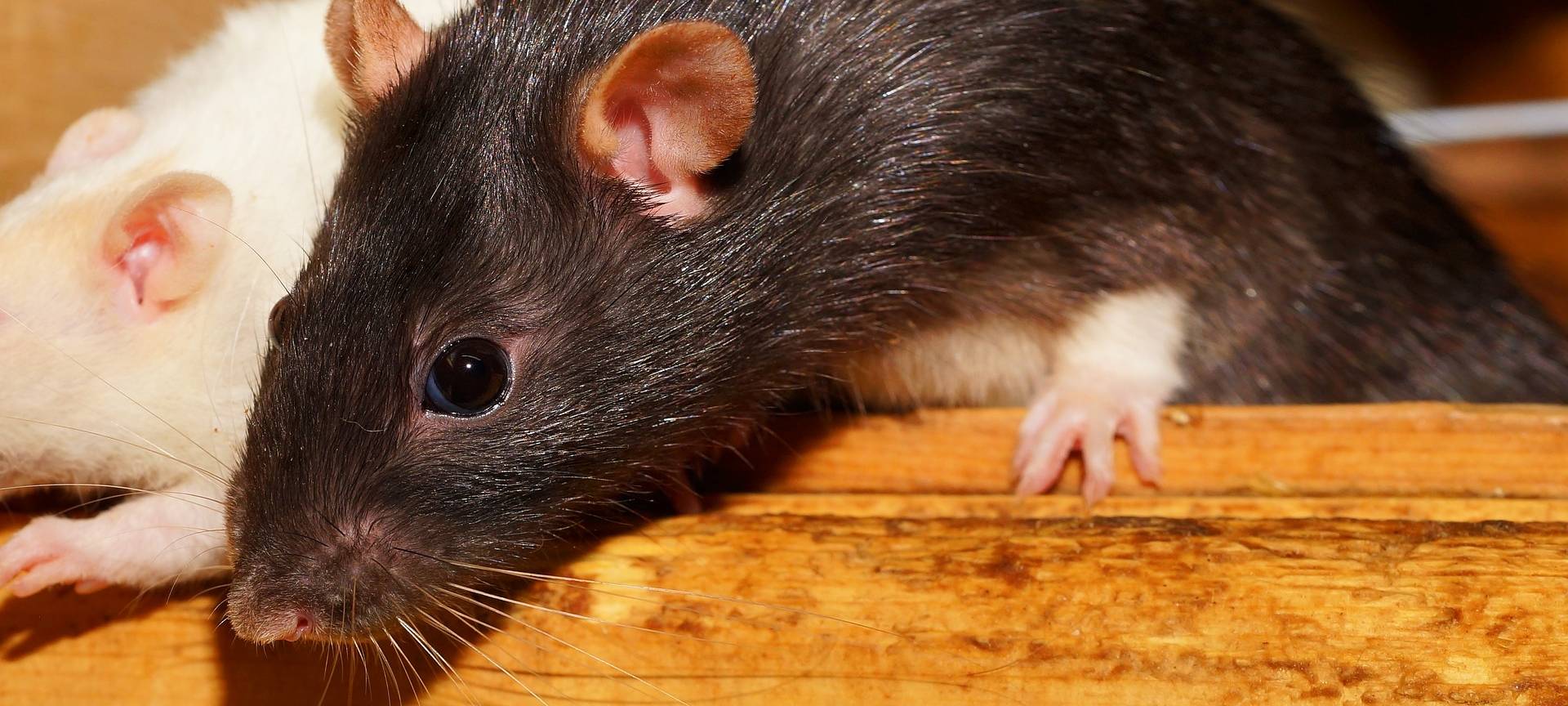 Stadt kämpft weiter gegen Rattenproblem