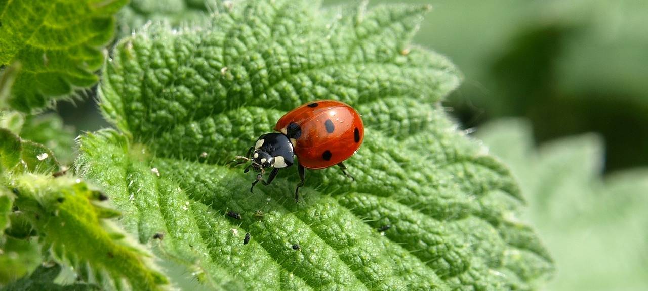 Marienkäfer-Invasion im Vest