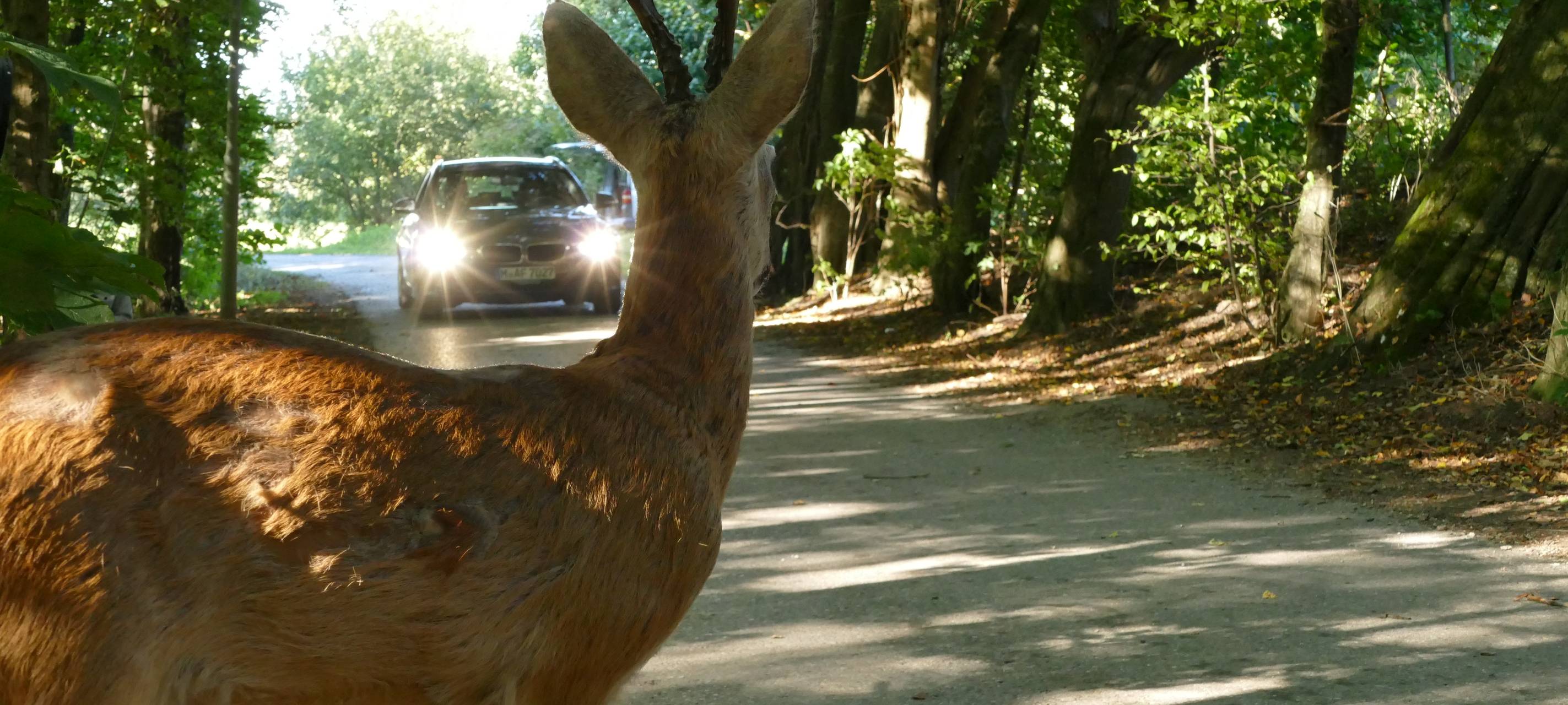 Erhöhte Gefahr vor Wildunfällen im Kreis Recklinghausen