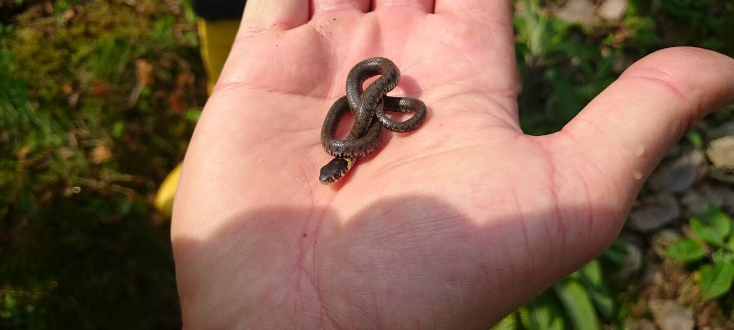 Weniger Gifttier-Halter bei uns