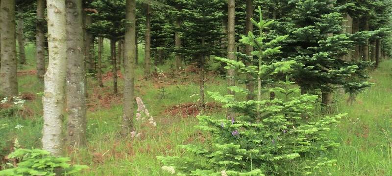 Waldsterben durch Hitze und Trockenheit