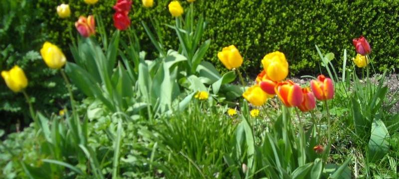 Recklinghausen kämpft gegen Schottergärten